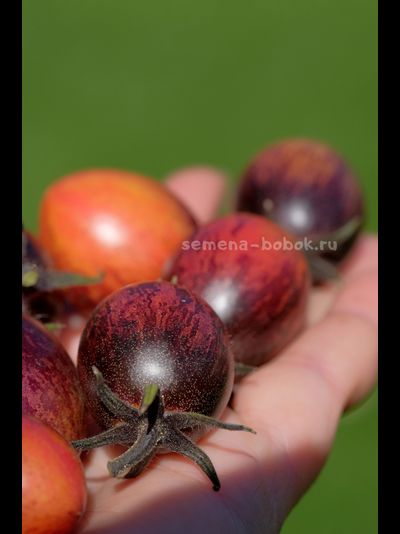 Томат Любушка, 10 шт