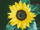 Алмазная картина (мозаика) &quot;Солнечный цветок&quot; 30*40 см