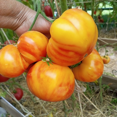 Томат Минни Пинн Страйп (Minnie's Pinn stripe)