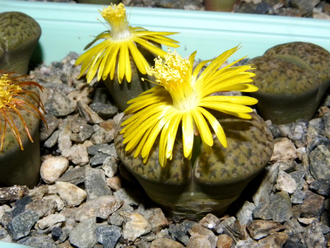 Lithops bromfieldii v.glaudinae  - 10 семян