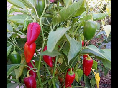 Перец острый Jalapeno Xalapa