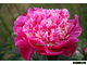 Paeonia Spiffy