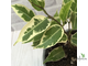 Ficus Benjamina Samantha / фикус Бенджамина Саманта