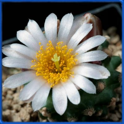 Pediocactus knowltonii SB 304