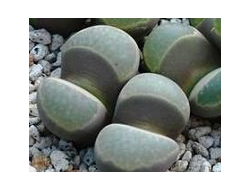 Lithops viridis (Литопс зелёный)