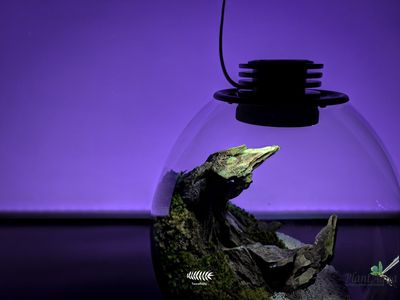 Биобутылка Biolark LED PD 170 (175мм х 195мм)