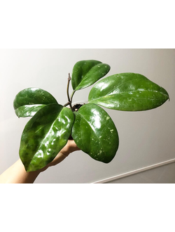 Hoya Surigaoensis