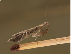 Богомол-крошка(Armene pusilla)