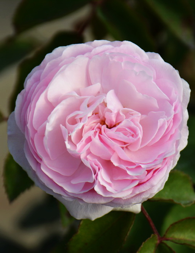 Роза Оливия Роуз Остин (Rosa Olivia Rose Austin), ОКС,  Россия