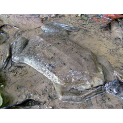 Пипа Корвальо, или бразильская карликовая пипа (Pipa carvalhoi)