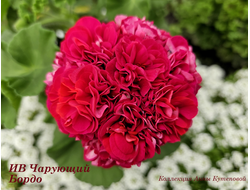 Пеларгония Чарующий Бордо