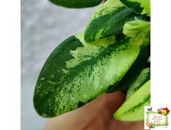 ГЕА-Я Подарю Вам Ландыши химера по листу трейлер