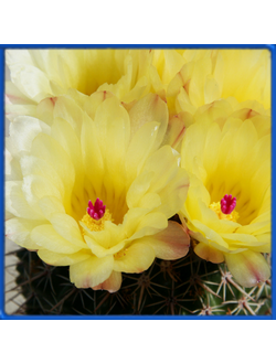 Notocactus floricomus