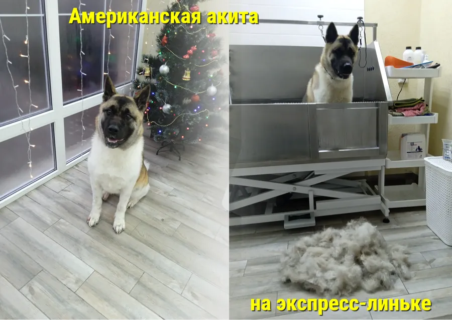Американская акита ЛУНА