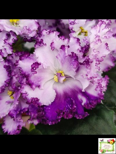 БР-Осирис (С. и Н. Буркацкие) 2022 г.