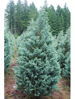 Можжевельник скальный Мунглоу; С5,80-100