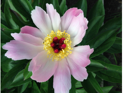 Пион Pink Dogwood Whisper(Пинк Догвуд Виспер)