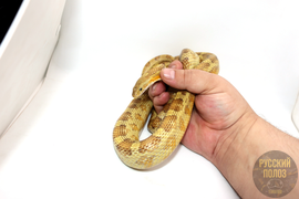 Полоз Маисовый, Pantherophis guttatus