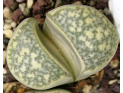 Lithops geyeri (Литопс Гейера)