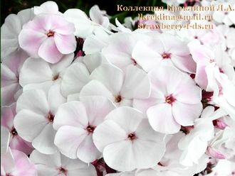 Флокс Князь Гвидон