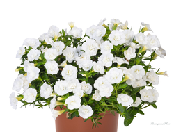 Калибрахоа махровая Aloha Double White