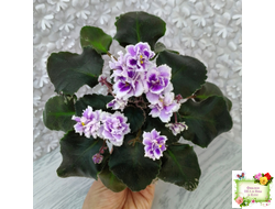 Mac's Jubilant Jamboree (G.McDonald) (лист укоренённый)