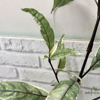 Justicia fragilis (silver variegated) / Justicia gendarussa / Юстиция вариегатная