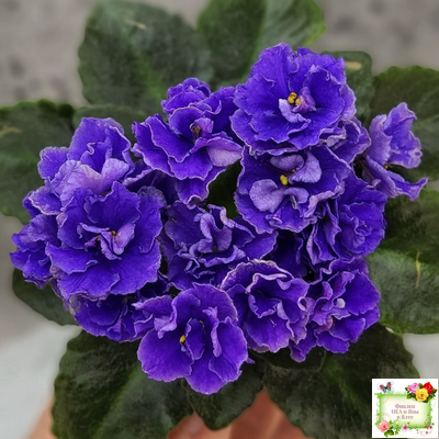 Blue Scoundrel (P.Sorano/LLG)