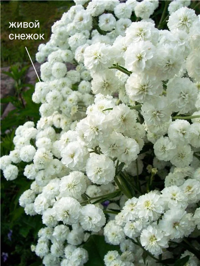 Набор молдов "Матрикария + Снежок + Гипсофила"