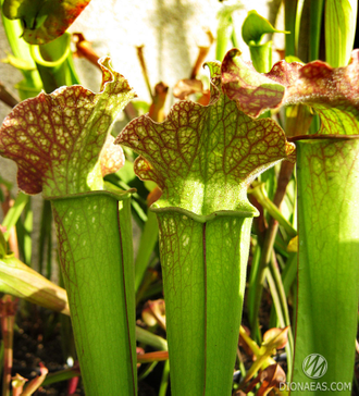 Sarracenia Hybrid 3