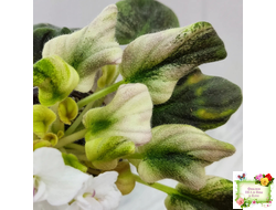 LV-Яночка (Л. Шевелева) 2023 г. трейлер (пасынок-стартер сорт посажен 10.07.25)