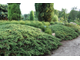 Можжевельник обыкновенный Green Carpet