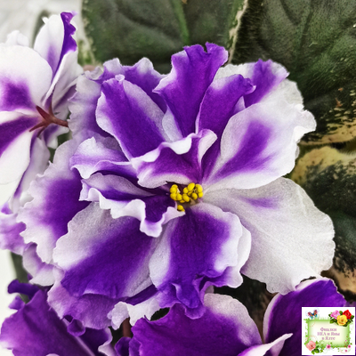 ВаТ-Морской Стиль (Т. Валькова) 2019 г.