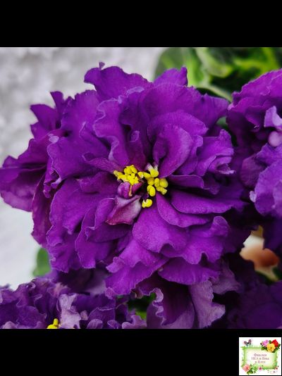 ЛФ-Лилия (Л. Федосеева) 2019 г.