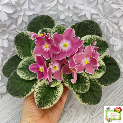 НД-Наталка-Полтавка (Н. Данилова-Суворова) 2018 г.