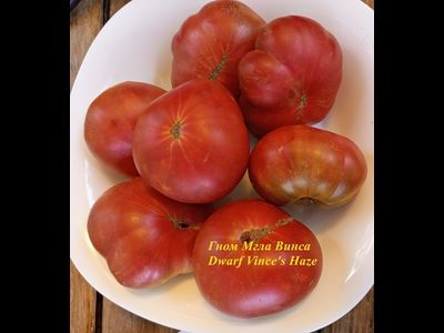 Томат Гном Мгла Винса (Dwarf Vince’s Haze)