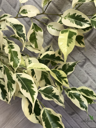 Ficus Benjamina De Gantel  Big leaf / фикус Бенджамина Де гантель крупный лист