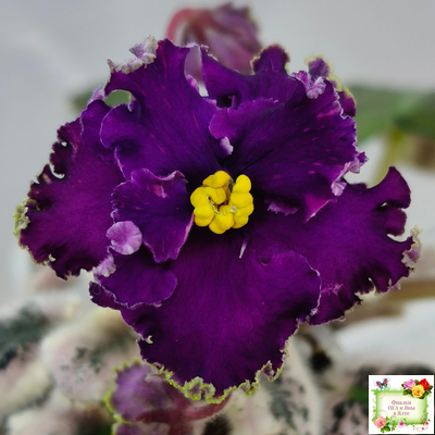 РМ-Глаз Дракона (Н. Скорнякова) 2021 г.