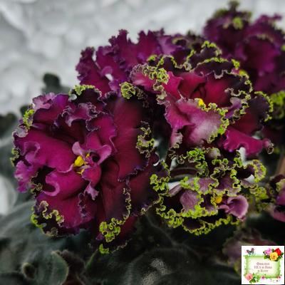 ПТ-Мерло Люкс (Т. Пугачева)