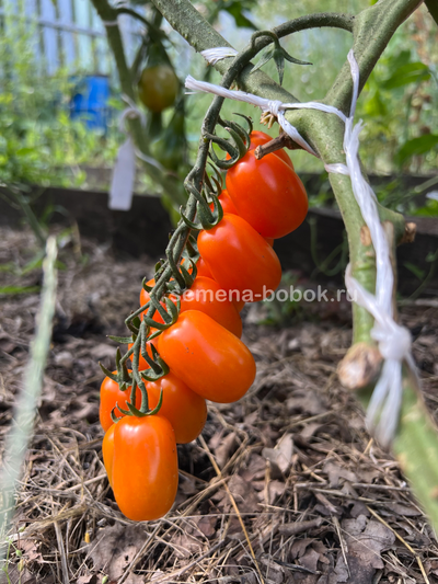 Томат Сан-Марцано Иса, 10 шт