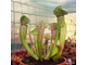 Sarracenia Eva