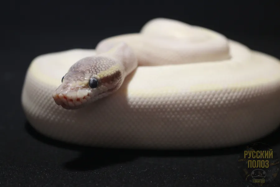 Королевский питон, Python regius, Ball Python
