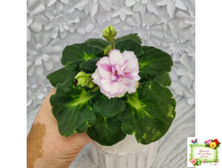 ВаТ-Соло Анфисы (Т. Валькова) 2021 г.