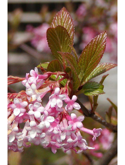 Калина Фаррера Nanum