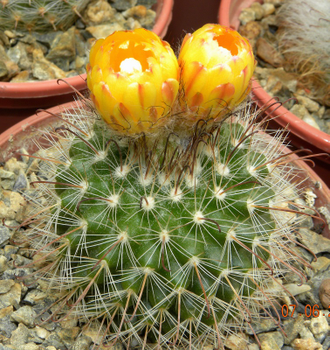 Parodia aureispina (microsperma) семена