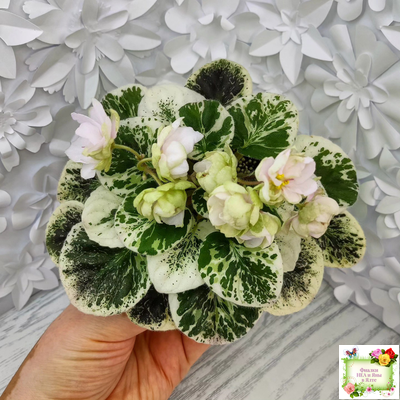 ЛЕ-Элли (Е. Лебецкая)