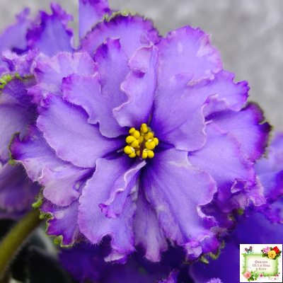 Blue Dragon (LLG/P.Sorano) (9516) 12/17/2005