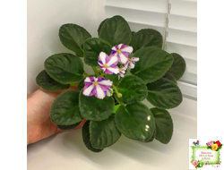 Kilauea (Eyerdom) химера (стартер)