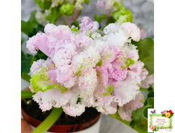 ЛЕ-Денди (Е. Лебецкая) 2011 г. (сортовой стартер)