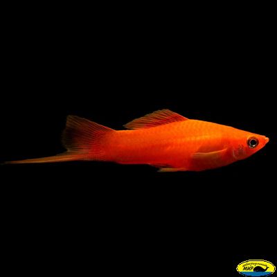 Меченосец красный